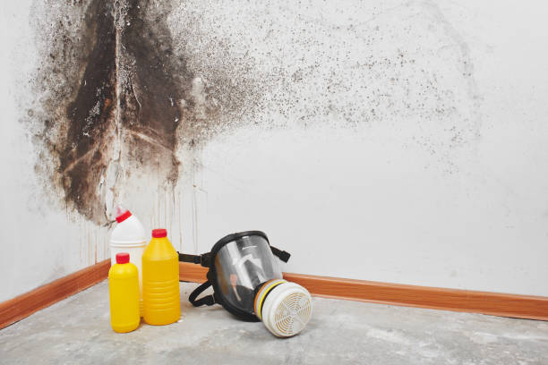 Best Mold Removal and Inspection  in Quincy, WA