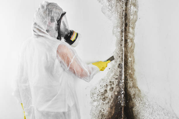 Best Attic Mold Removal  in Quincy, WA