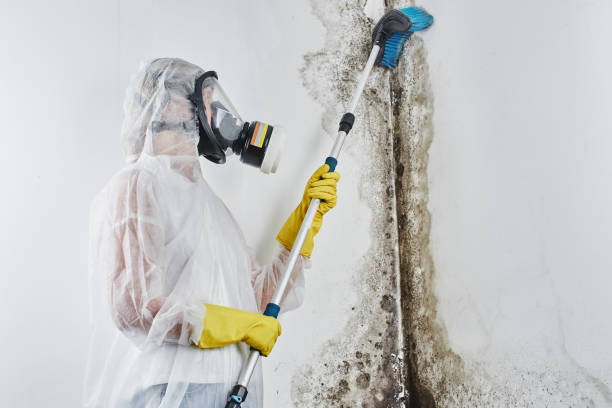 Best Mold Testing  in Quincy, WA