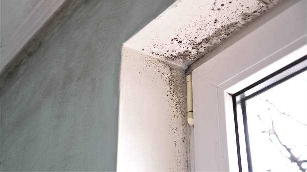 Quincy, WA Mold Removal Company