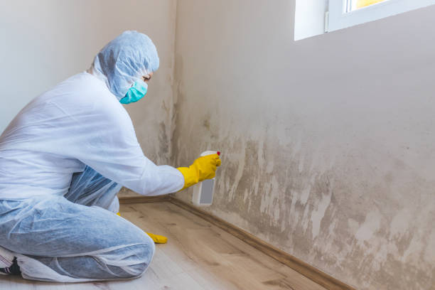 Mold Removal Process in Quincy, WA