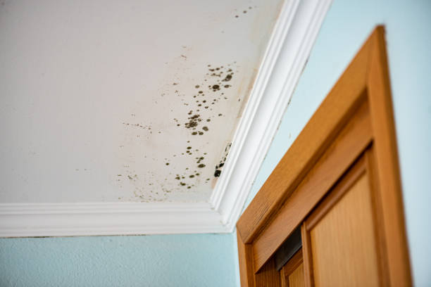 Mold Removal and Inspection in Quincy, WA