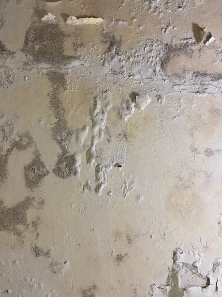 Best Crawl Space Mold Removal  in Quincy, WA