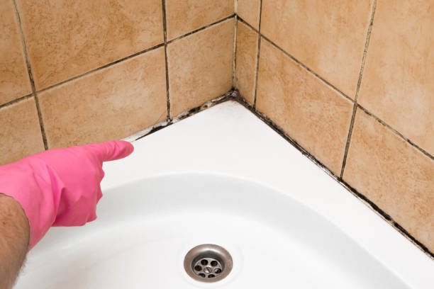 Best Mold Cleaning Services  in Quincy, WA
