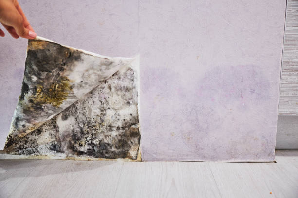 Best Home Mold Removal  in Quincy, WA